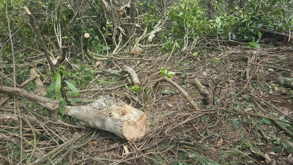 Bắt 11 đối tượng đem cưa máy phá rừng phòng hộ ở Đà Lạt ảnh 1