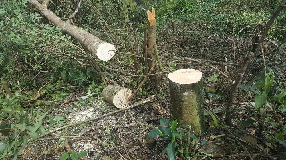 Bắt 11 đối tượng đem cưa máy phá rừng phòng hộ ở Đà Lạt ảnh 5