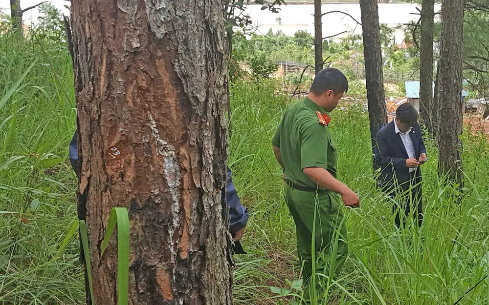 Hàng chục cây thông bị “đầu độc” ở Đà Lạt ảnh 1