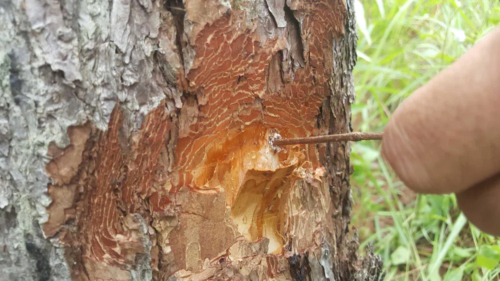 Hàng chục cây thông bị “đầu độc” ở Đà Lạt ảnh 2