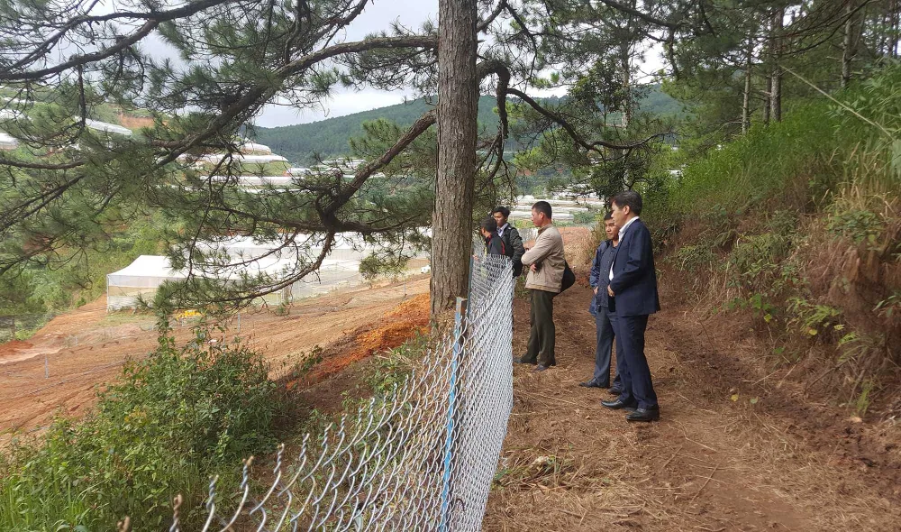 Hàng chục cây thông bị “đầu độc” ở Đà Lạt ảnh 3