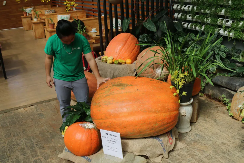 Quả bí ngô “khổng lồ” nặng hơn 120kg ở Đà Lạt ảnh 4
