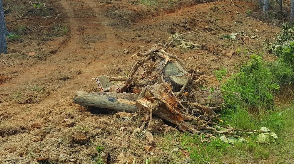 Rừng thông tại Lâm Đồng tiếp tục bị “cạo trọc” ảnh 11