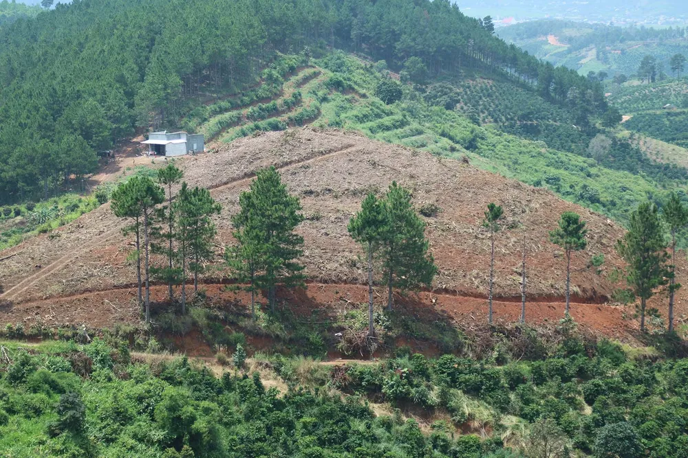 Rừng thông tại Lâm Đồng tiếp tục bị “cạo trọc” ảnh 12