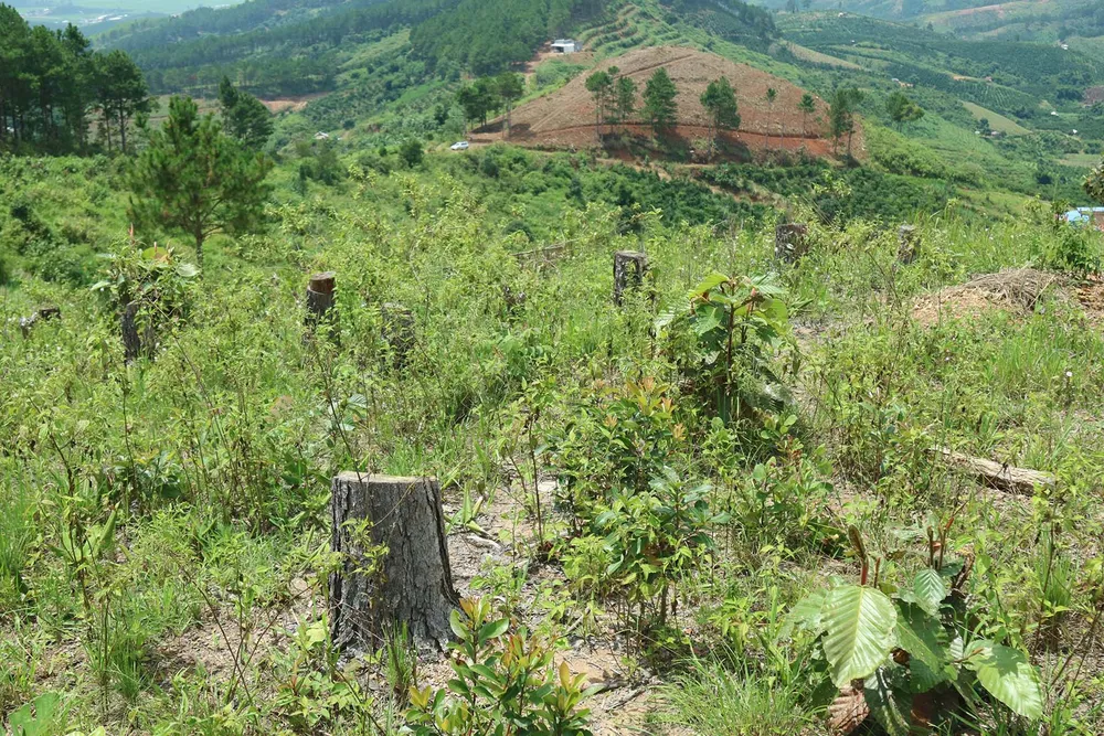 Rừng thông tại Lâm Đồng tiếp tục bị “cạo trọc” ảnh 8