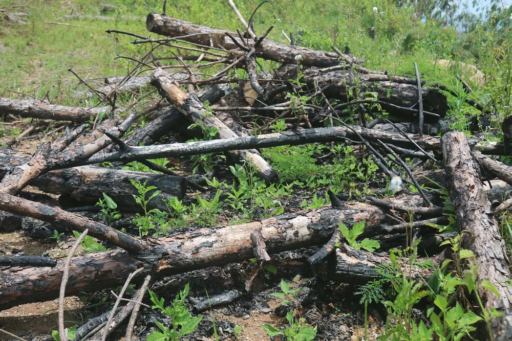 Rừng thông tại Lâm Đồng tiếp tục bị “cạo trọc” ảnh 7