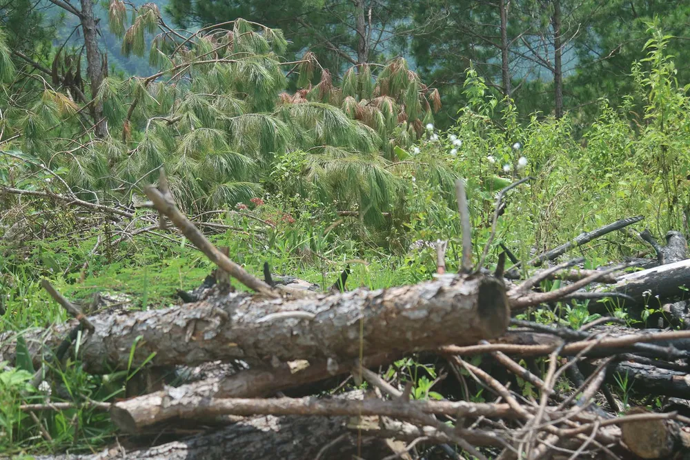 Rừng thông tại Lâm Đồng tiếp tục bị “cạo trọc” ảnh 6