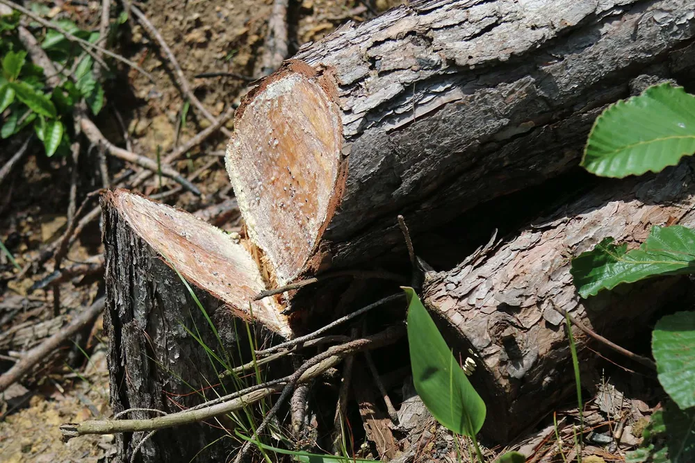 Rừng thông tại Lâm Đồng tiếp tục bị “cạo trọc” ảnh 5