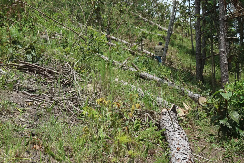Rừng thông tại Lâm Đồng tiếp tục bị “cạo trọc” ảnh 1