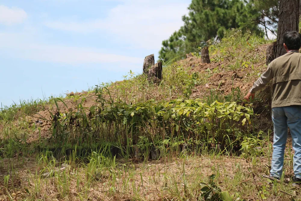 Rừng thông tại Lâm Đồng tiếp tục bị “cạo trọc” ảnh 10