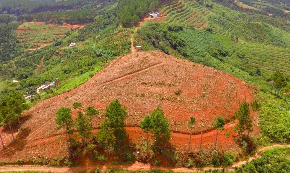 Rừng thông tại Lâm Đồng tiếp tục bị “cạo trọc” ảnh 14