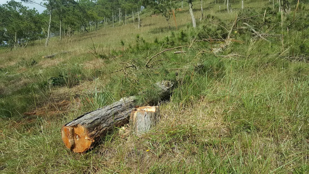 Thuê người cưa thông, lấn hơn 1.200m² đất rừng ở Đà Lạt ảnh 2