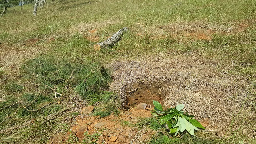 Thuê người cưa thông, lấn hơn 1.200m² đất rừng ở Đà Lạt ảnh 3