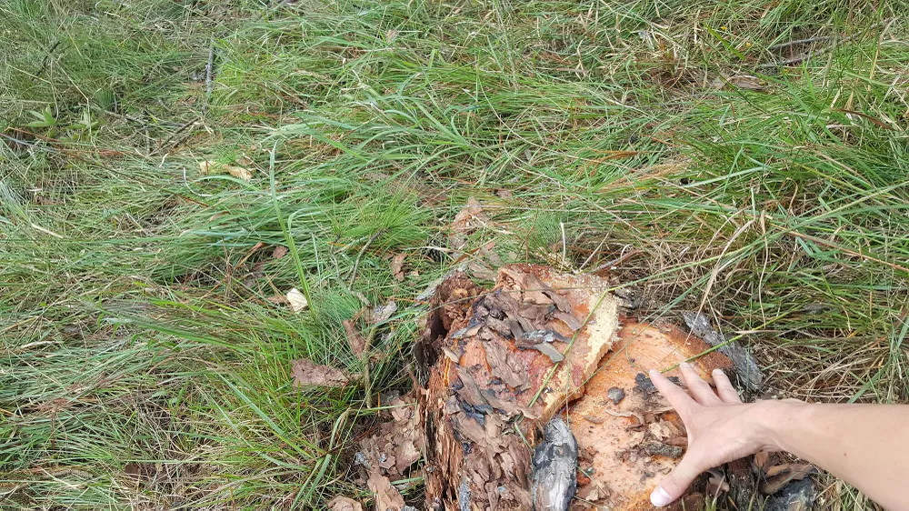 Thuê người cưa thông, lấn hơn 1.200m² đất rừng ở Đà Lạt ảnh 4