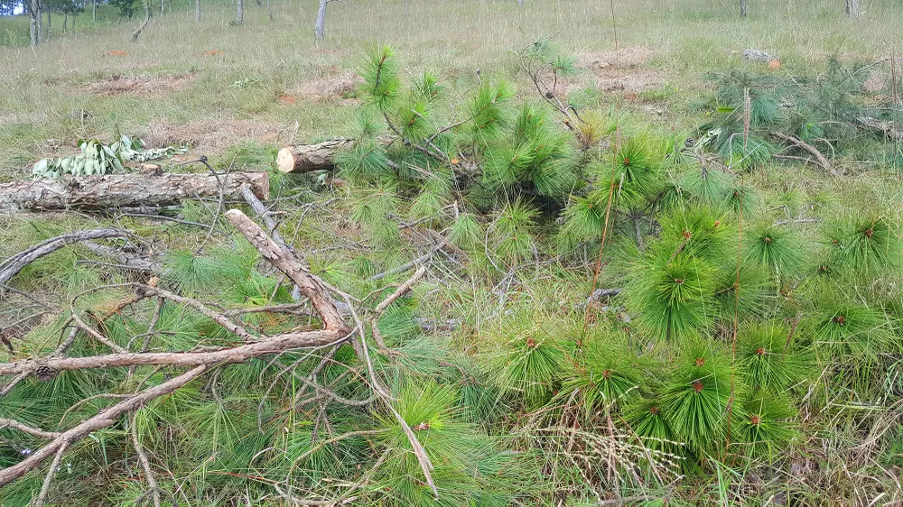 Thuê người cưa thông, lấn hơn 1.200m² đất rừng ở Đà Lạt ảnh 5