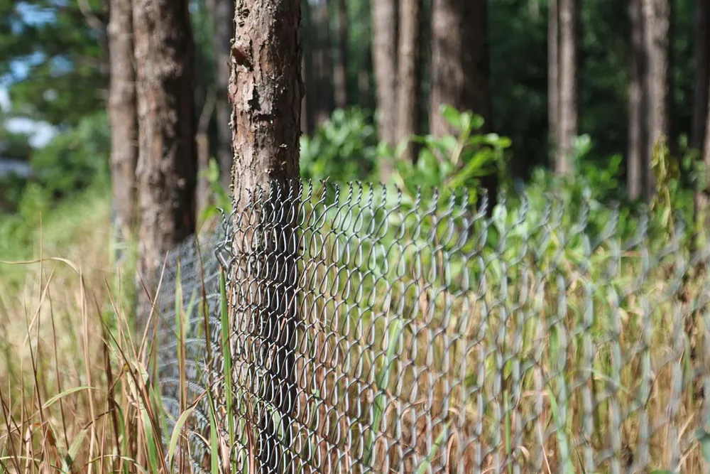 Xử lý trách nhiệm hàng loạt tập thể, cá nhân để xảy ra các vụ phá rừng lớn tại Lâm Đồng ảnh 4