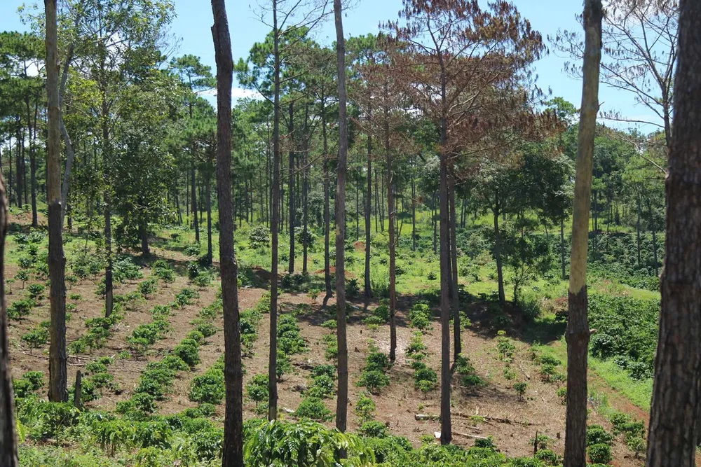 Xử lý trách nhiệm hàng loạt tập thể, cá nhân để xảy ra các vụ phá rừng lớn tại Lâm Đồng ảnh 3