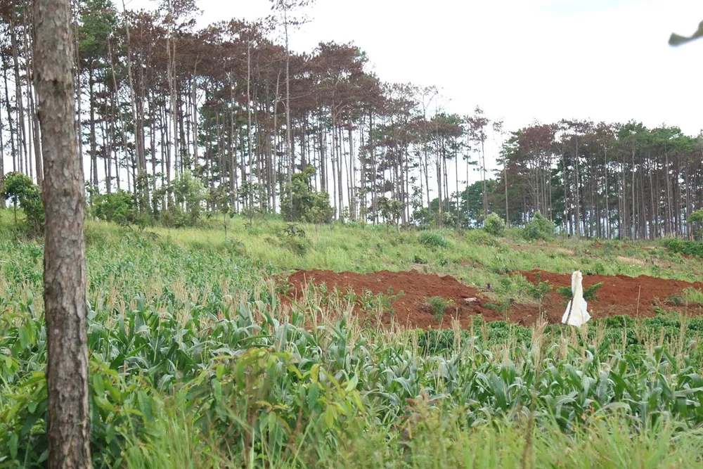 Xử lý trách nhiệm hàng loạt tập thể, cá nhân để xảy ra các vụ phá rừng lớn tại Lâm Đồng ảnh 2