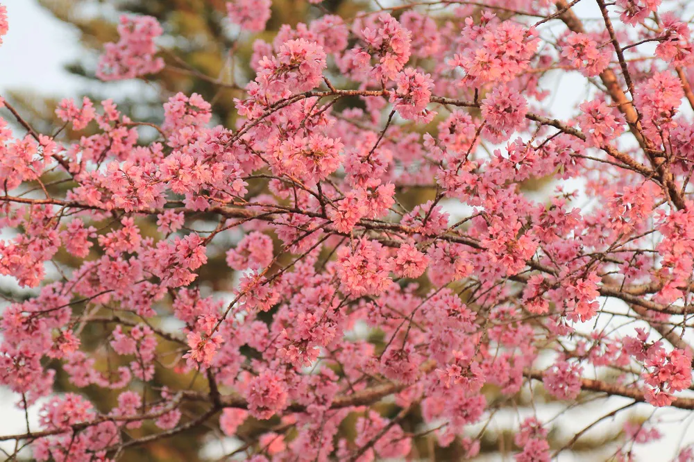 Du khách ngất ngây với mai anh đào đang nở rộ ở Đà Lạt ảnh 3