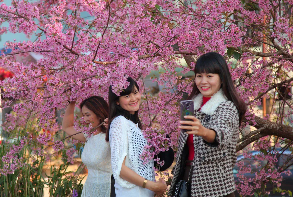 Du khách ngất ngây với mai anh đào đang nở rộ ở Đà Lạt ảnh 11