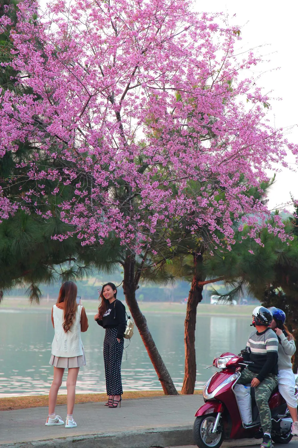 Du khách ngất ngây với mai anh đào đang nở rộ ở Đà Lạt ảnh 5