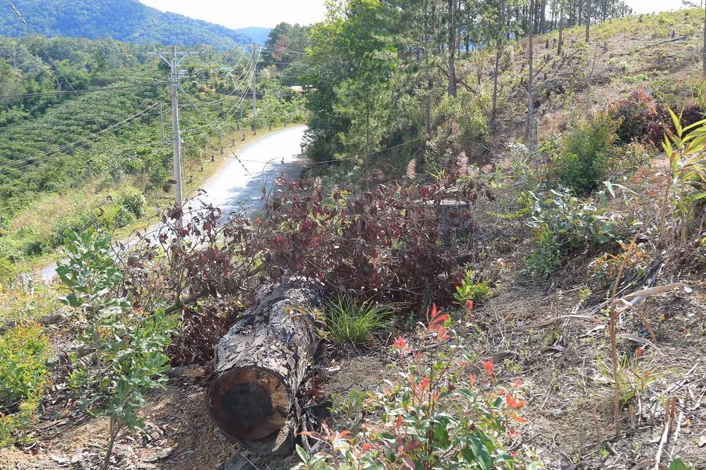 Lâm Đồng: Điều tra vụ phá rừng, lấn chiếm, mua bán đất lâm nghiệp trái phép ảnh 2