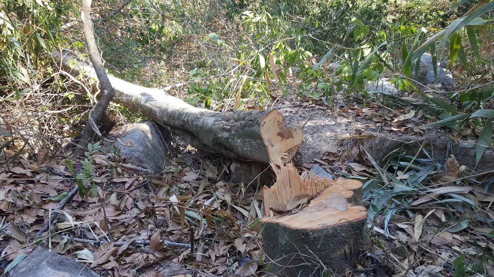 Bắt quả tang 3 đối tượng phá rừng ở Đà Lạt ảnh 4