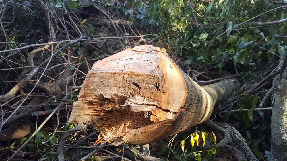 Bắt quả tang 3 đối tượng phá rừng ở Đà Lạt ảnh 3