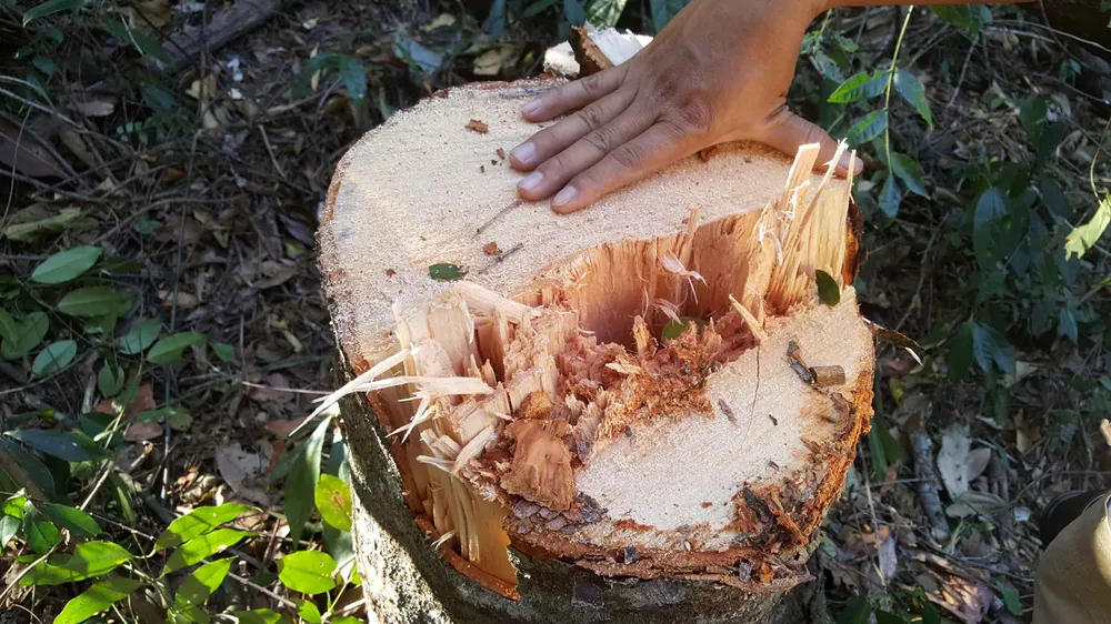 Bắt quả tang 3 đối tượng phá rừng ở Đà Lạt ảnh 5