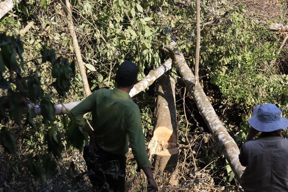 Bắt quả tang 3 đối tượng phá rừng ở Đà Lạt ảnh 1