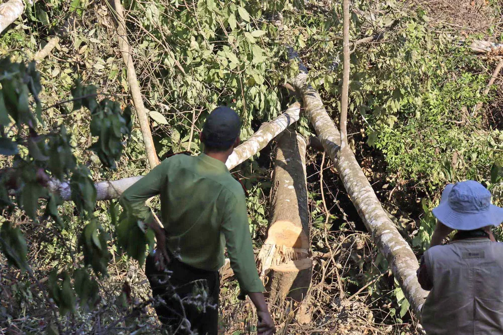  Phá rừng phòng hộ bị phạt 337,5 triệu đồng ảnh 1