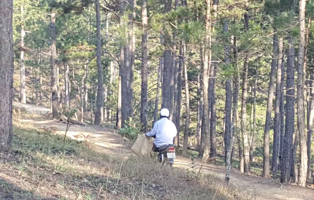 Dân chơi đá gà chạy tán loạn giữa rừng khi bị phát hiện ảnh 3