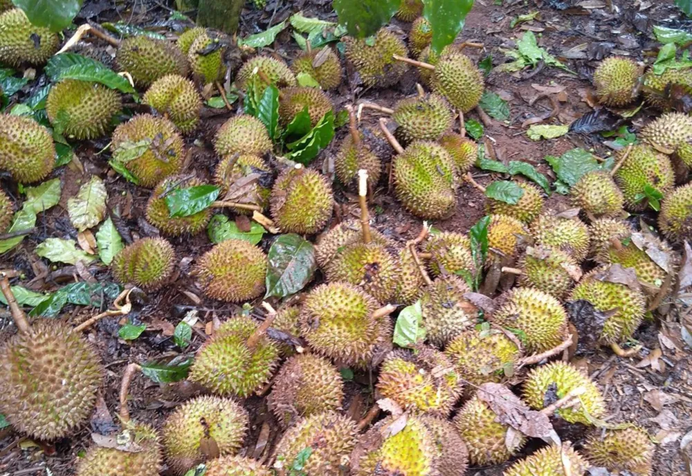  38 căn nhà ở Lâm Đồng tốc mái do lốc xoáy ảnh 2