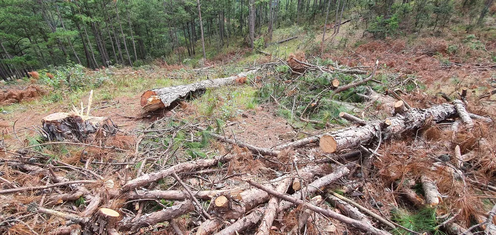 Ngang nhiên “đầu độc” gần 1.000m² thông, chỉ bị phạt 11 triệu đồng ảnh 3