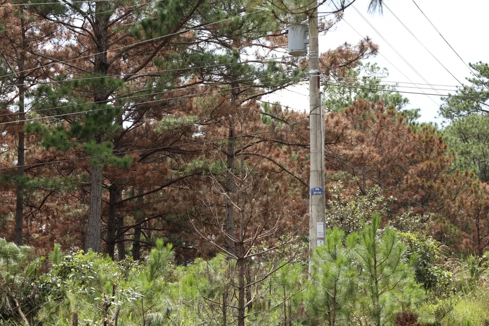 Ngang nhiên “đầu độc” gần 1.000m² thông, chỉ bị phạt 11 triệu đồng ảnh 5