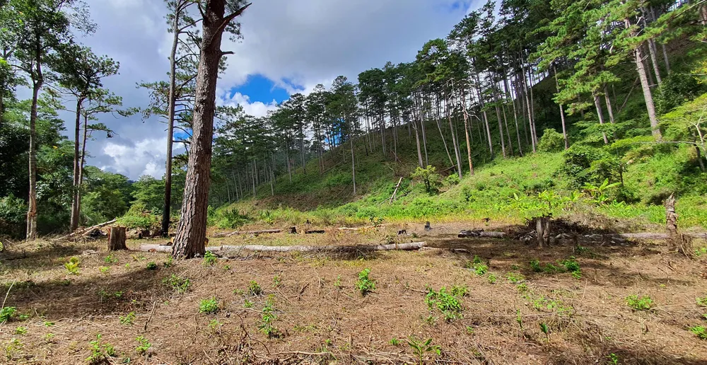 Rừng thông tại Lâm Đồng tiếp tục bị đốn hạ hàng loạt ảnh 10