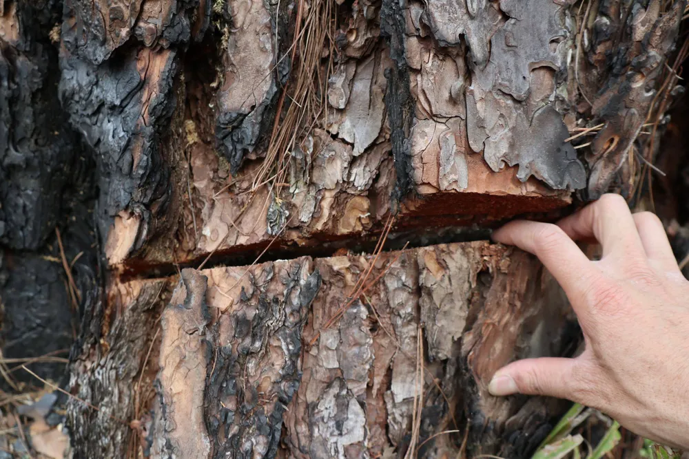 Khẩn trương điều tra vụ cưa hạ hàng loạt rừng thông cổ thụ ở Lâm Đồng ảnh 4