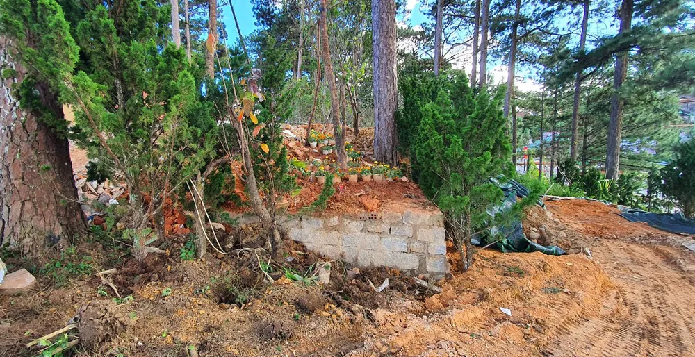 Giải tỏa “nóng” vụ lấn chiếm đất rừng ngay cửa ngõ TP Đà Lạt ảnh 3