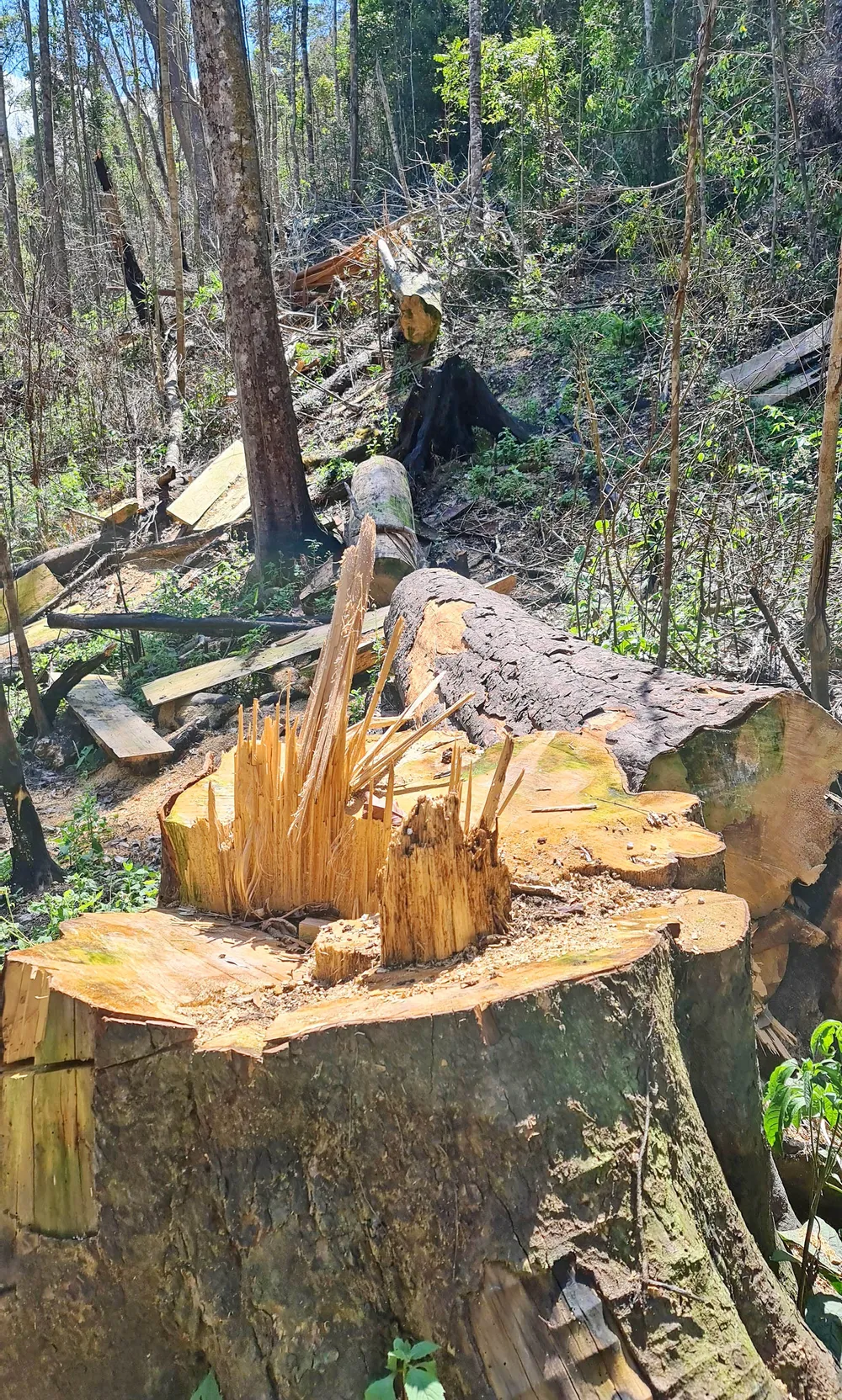 Rừng bạch tùng hơn trăm năm tuổi tại Lâm Hà, Lâm Đồng bị “xẻ thịt“ ảnh 3