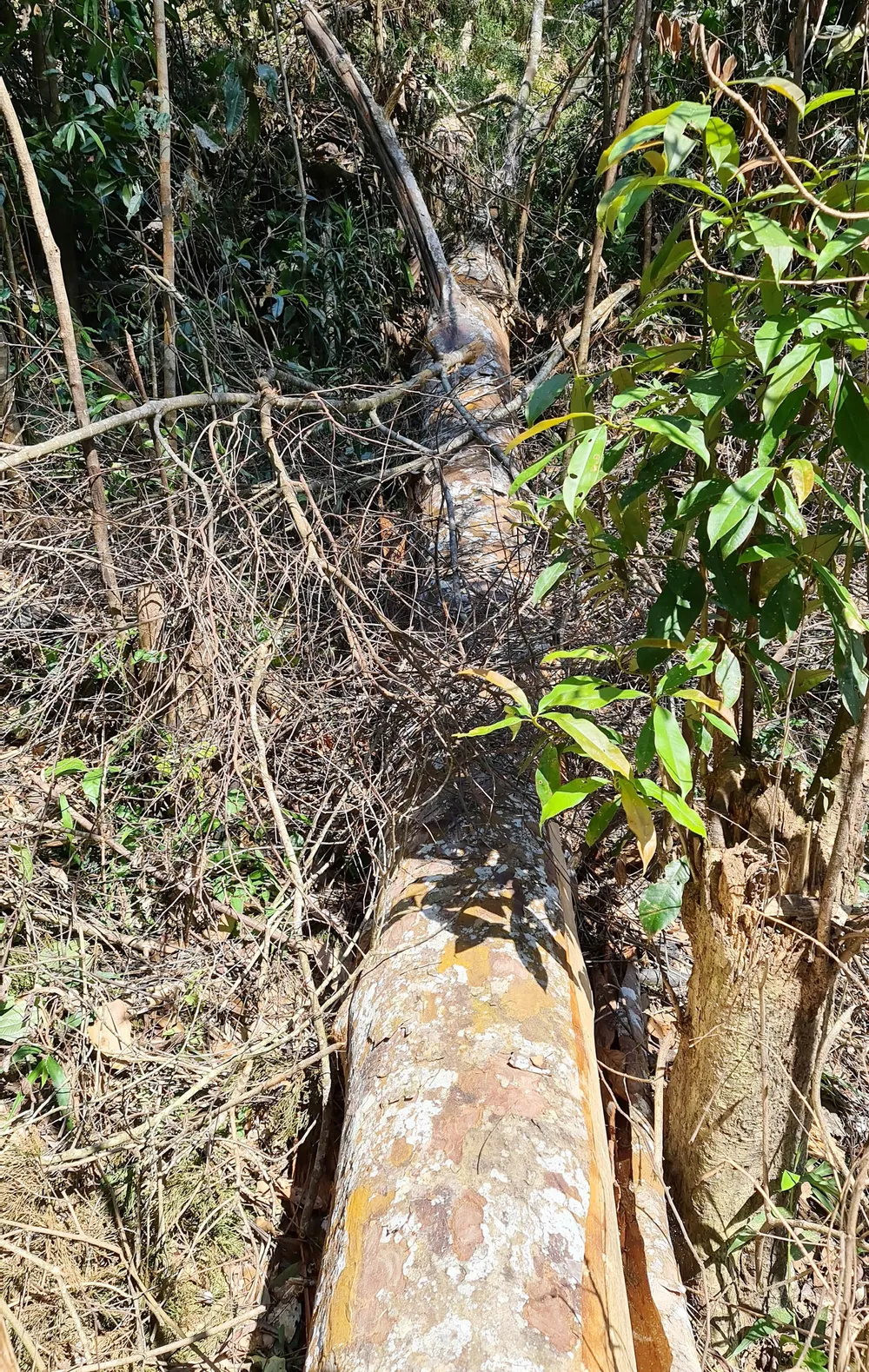 Rừng bạch tùng hơn trăm năm tuổi tại Lâm Hà, Lâm Đồng bị “xẻ thịt“ ảnh 9