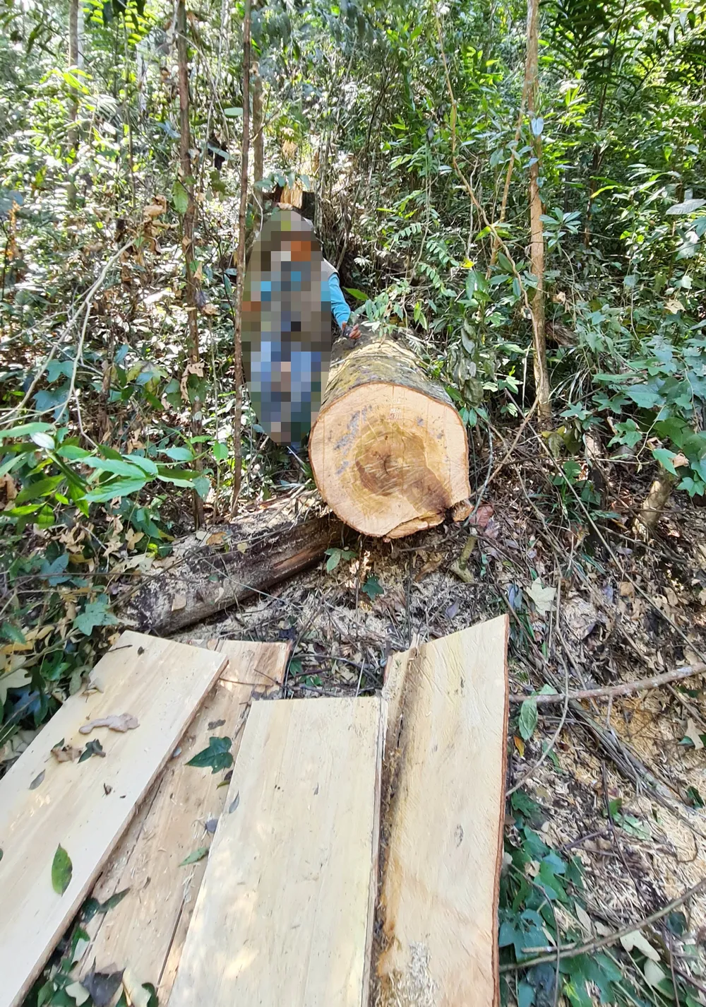 Rừng bạch tùng hơn trăm năm tuổi tại Lâm Hà, Lâm Đồng bị “xẻ thịt“ ảnh 4