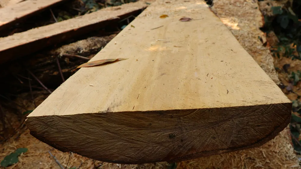 Rừng bạch tùng hơn trăm năm tuổi tại Lâm Hà, Lâm Đồng bị “xẻ thịt“ ảnh 10