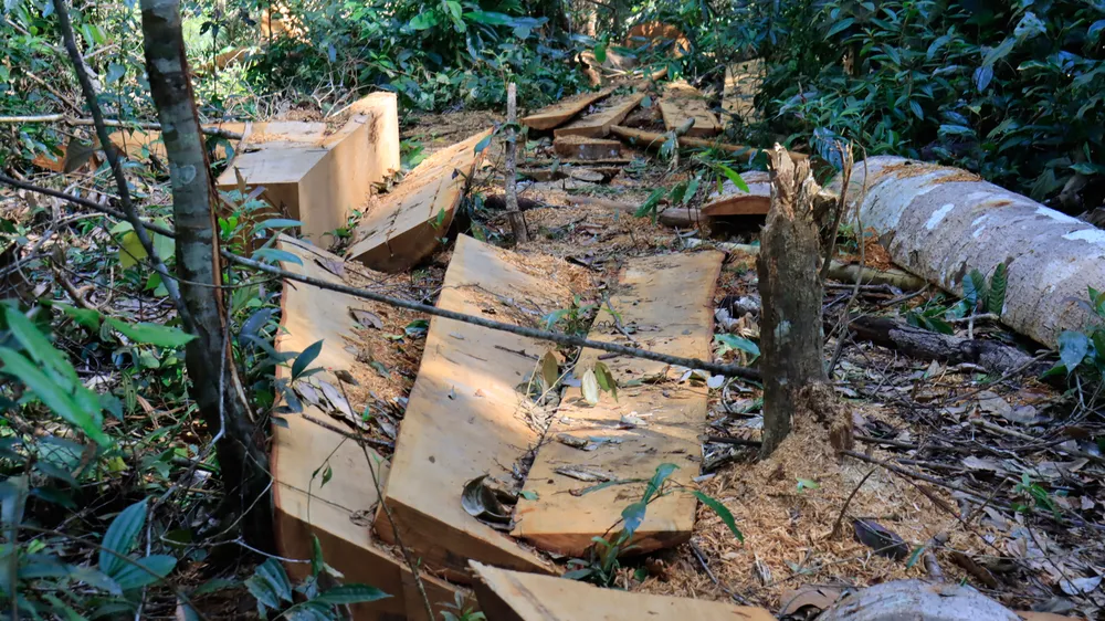 Rừng bạch tùng hơn trăm năm tuổi tại Lâm Hà, Lâm Đồng bị “xẻ thịt“ ảnh 6