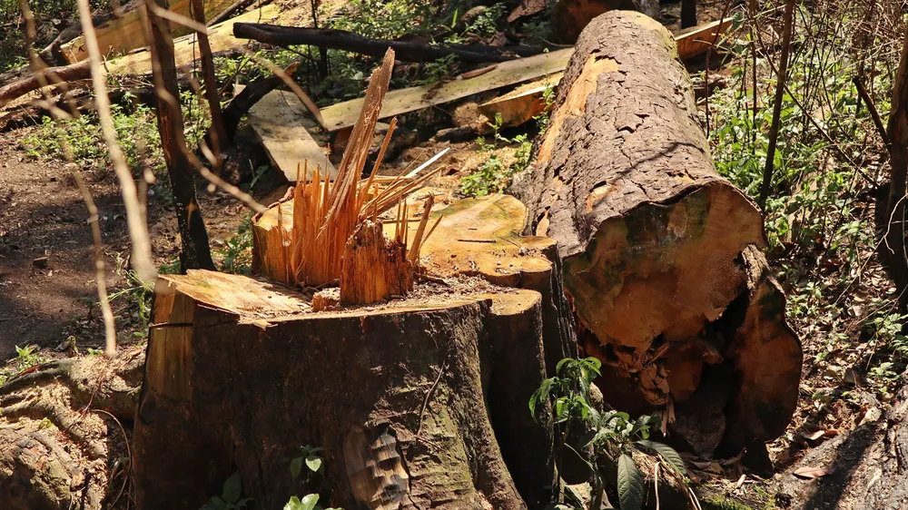 Rừng bạch tùng hơn trăm năm tuổi tại Lâm Hà, Lâm Đồng bị “xẻ thịt“ ảnh 7