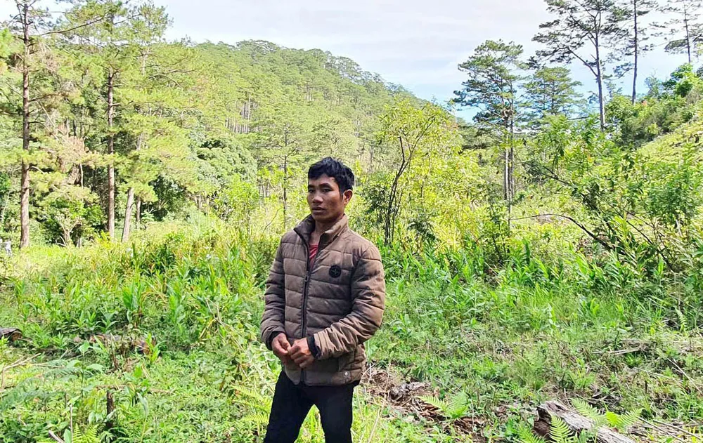 Khởi tố, bắt giam đối tượng cưa hạ hàng loạt thông cổ thụ ở Lâm Đồng ảnh 1