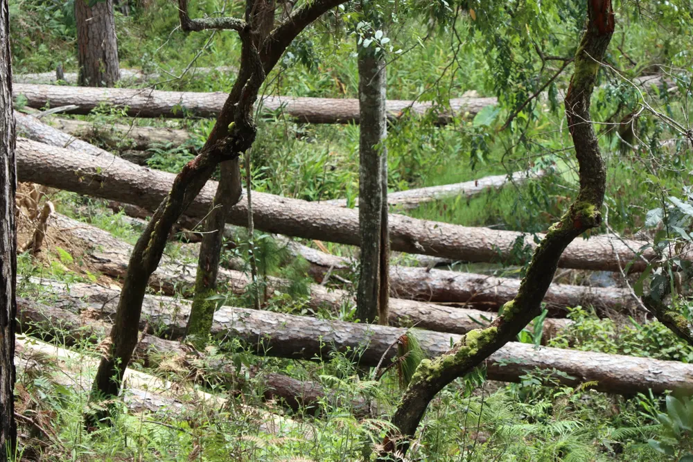 Thủ tướng chỉ đạo kiểm tra, xử lý tình trạng mất rừng tại Lâm Đồng  ảnh 1