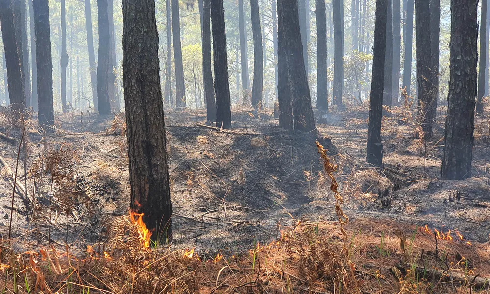 Ngăn chặn, dập tắt ngay các điểm cháy rừng ở Lâm Đồng ảnh 1