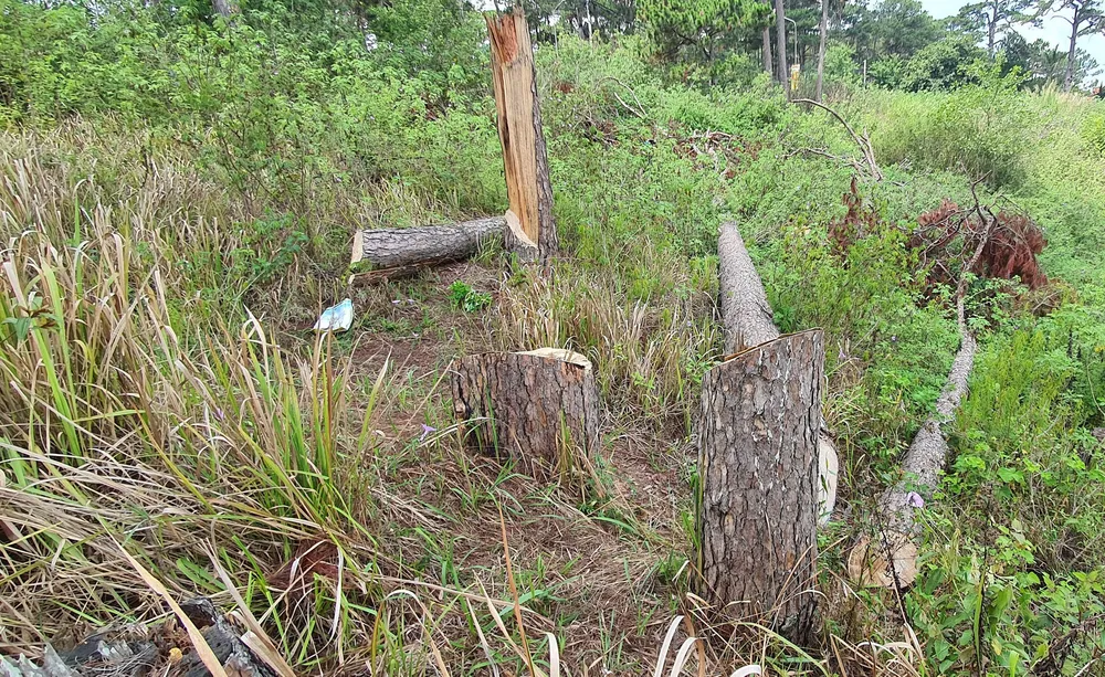 Thông cổ thụ lại bị cưa hạ giữa trung tâm Đà Lạt ảnh 1