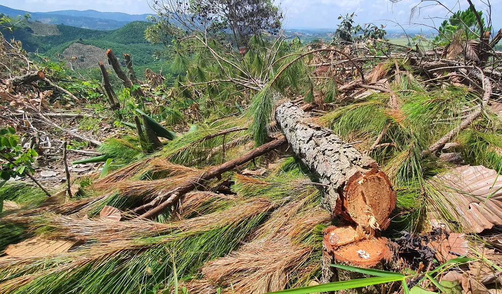 Rừng thông tại Lâm Đồng lại bị cưa hạ hàng loạt ảnh 1
