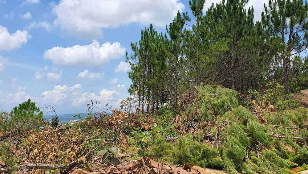 Rừng thông tại Lâm Đồng lại bị cưa hạ hàng loạt